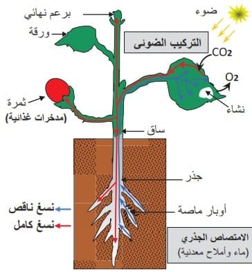 التركيب الضوئي
