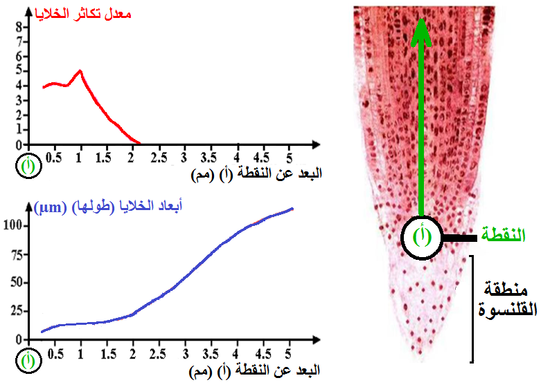 الوثيقة 5