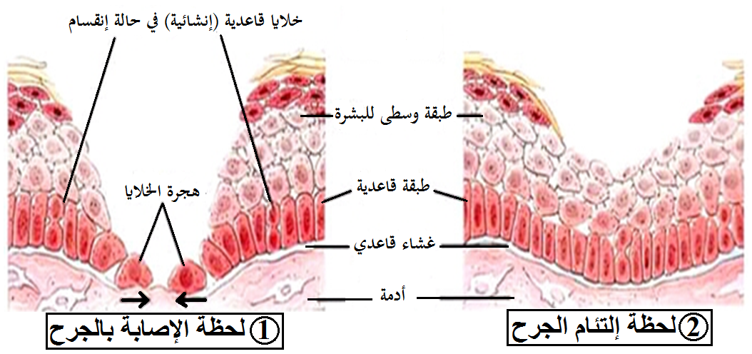 الوثيقة7