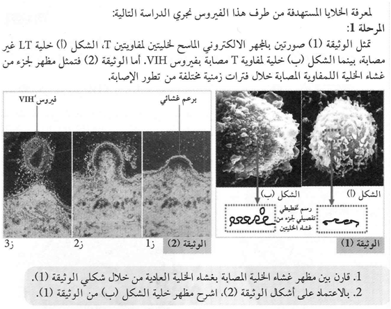 صورة المجهر الإلكتروني الماسح: خلية LT غير مصابة بسطح مستوٍ مقابل خلية مصابة بفيروس VIH مغطاة بتبرعمات غشائية، مع سلسلة زمنية لتبرعم الفيروس من الغشاء (برتقالة غشائية تحمل جزيئته الفيروسية في رأسها)