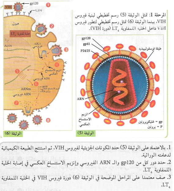 مقطع عبر جزيئة فيروس VIH: طبقة فسفوليبيدية عليها غليكوبروتينات gp120 وgp41، ومحفظة مخروطية (P24/25) تحوي ARN الفيروسي وإنزيم الاستنساخ العكسي؛ إلى جانبها دورة الفيروس المرقمة 1-8 داخل خلية لمفاوية T4 (التثبيت، الدخول، الاستنساخ العكسي، الاندماج، الترجمة، التجميع، التبرعم)