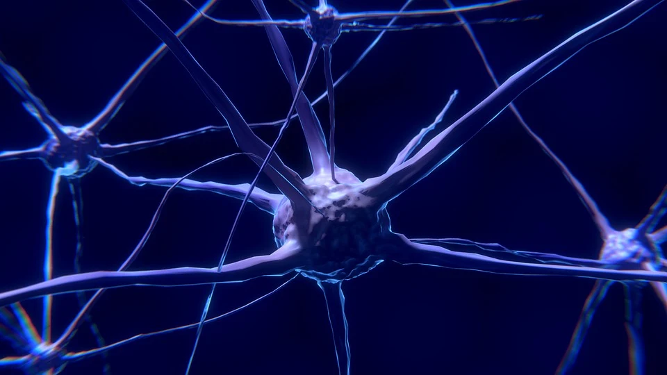 مخطط يوضح موقع القطعة الابتدائية SI في العصبون الحركي وآلية توليد كمون العمل